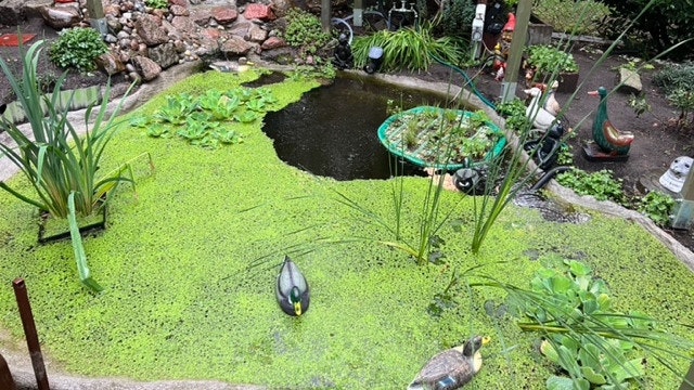 Schwimmente "Stockente" und Teichspeier „Yoga-Frosch Schwimmente "Stockente" und Teichspeier „Yoga-Frosch
